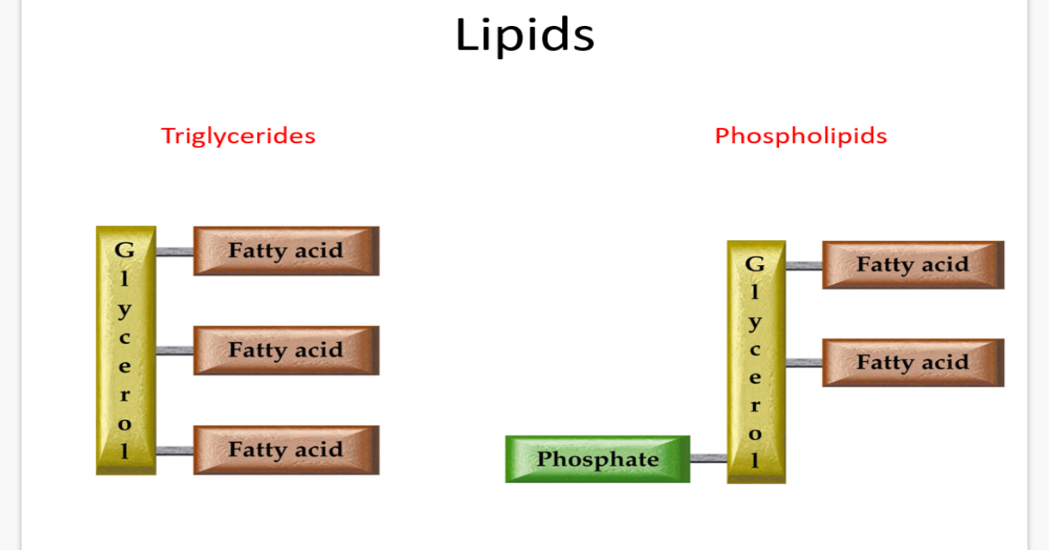 <p>In phospholipids, one of the fatty acids of a triglyceride is substituted by a …1?-containing group (PO4*-3).</p><p>The phosphate group is polar(due to O-) and therefore …2? in water (hydrophilic) and repels fats. The fatty acid tails are non-polar and therefore …3? in water (hydrophobic).</p><p>Because phospholipids have both hydrophobic and hydrophilic parts, it is known as …4?. Because of this they form monolayers or bilayers in water. </p><p>Note: Phospholipids are formed from 2 condensation reactions between glycerol and the 2 fatty acid molecules forming two ester bonds + 2 water molecules, with a phosphate group attached to the glycerol.</p>
