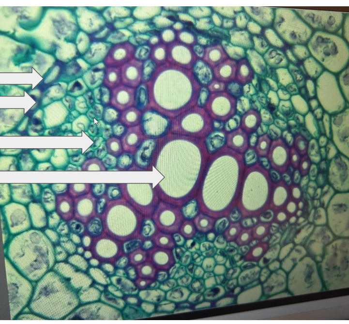 <ul><li><p>Casparian Strip</p></li><li><p>Endodermis</p></li><li><p>Phloem</p></li><li><p>Xylem</p></li></ul><p></p>