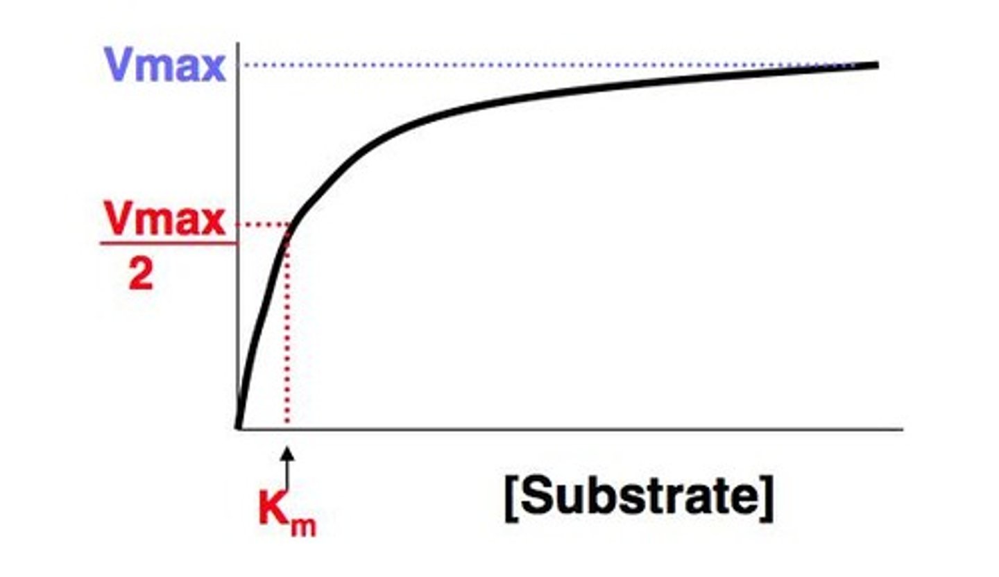 <p>The maximum rate of reaction when the enzyme is saturated with substrate.</p>