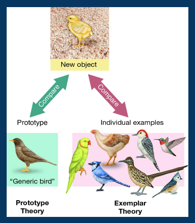 <p>the best/most representative member of a category</p><ul><li><p>ex. bird → robin, fruit → apple</p></li><li><p>some cognitive psychologists suggest that we store protypes in long-term memory and use them to help determine category membership ← similar to Piaget’s principles of assimilation and accommodation</p></li></ul><p></p>