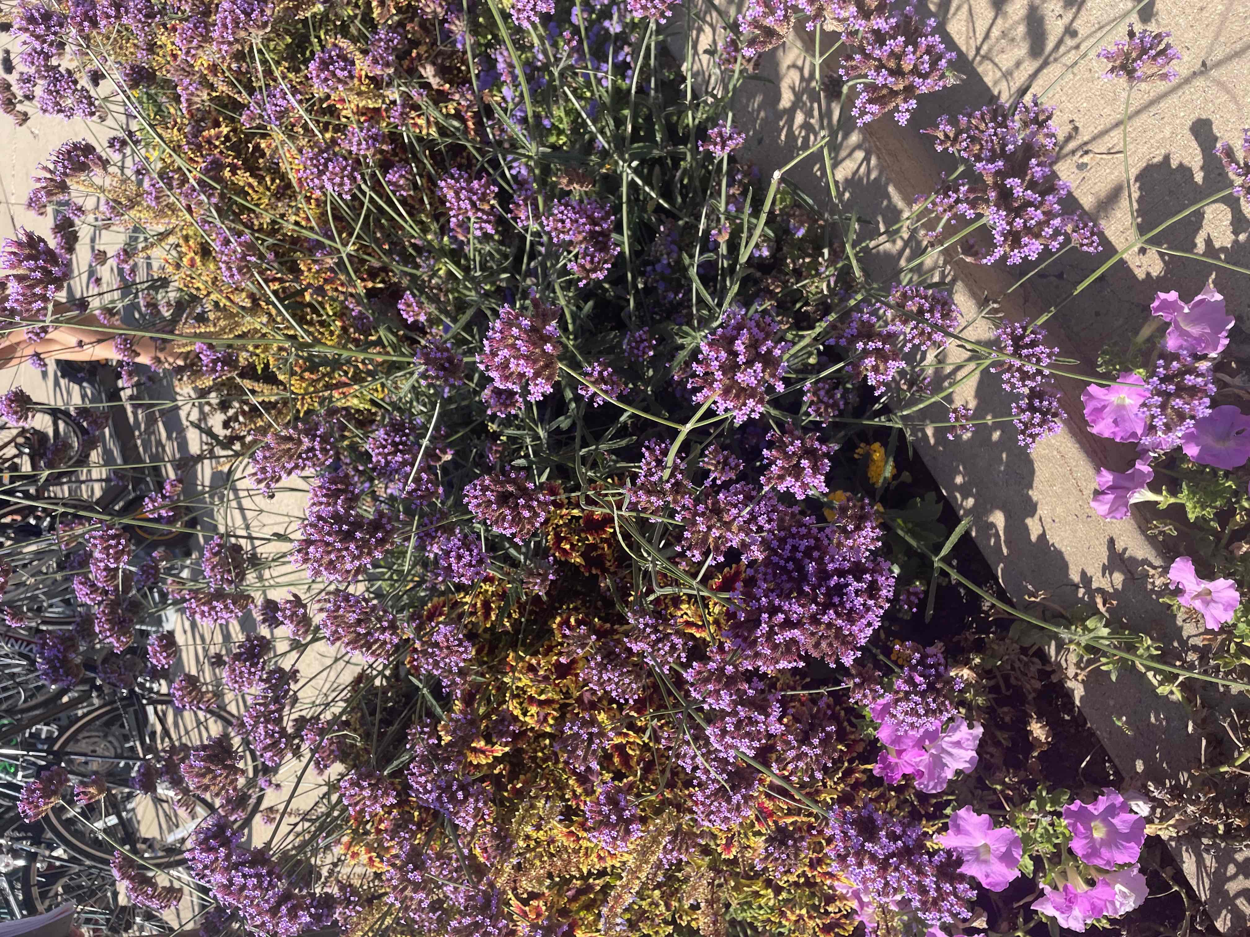 <p>Verbena bonariensis</p>