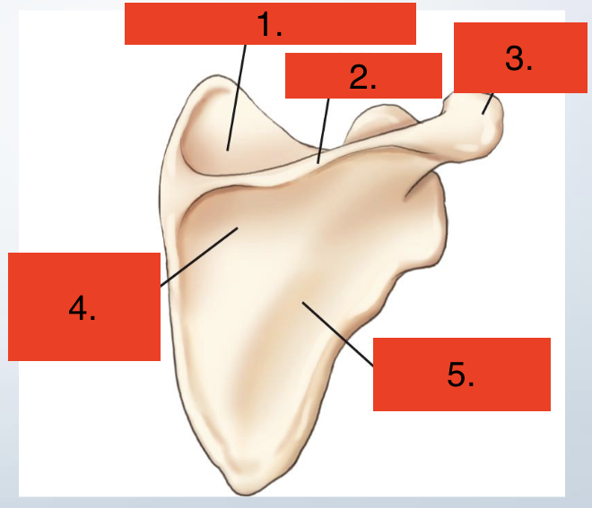 <p>Scapula posterior view</p>