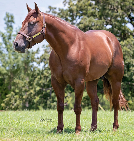 <p>What breed (pattern) is this horse?</p>