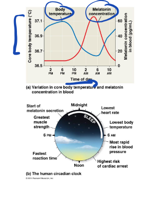 <p>regulated by the circadian clock</p><p></p>