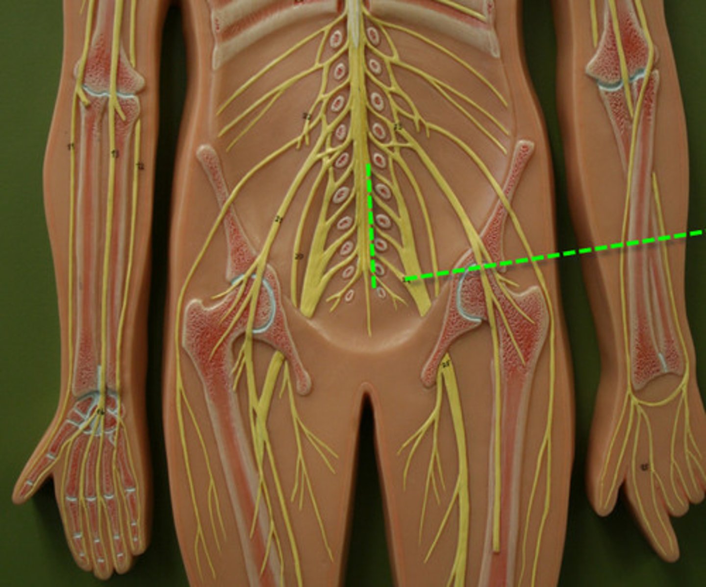 <p>L4- S4</p>