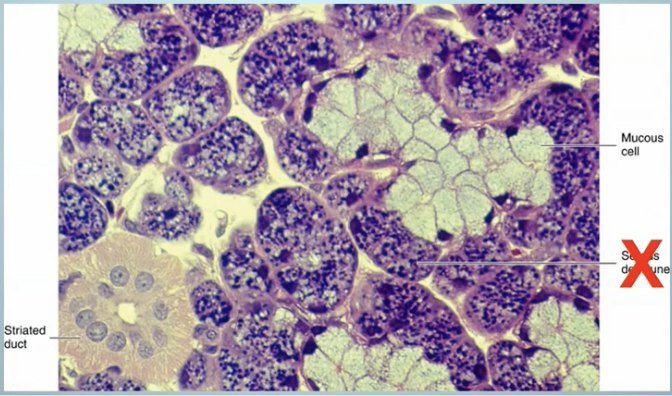<p>What are submandibular salivary gland?</p>