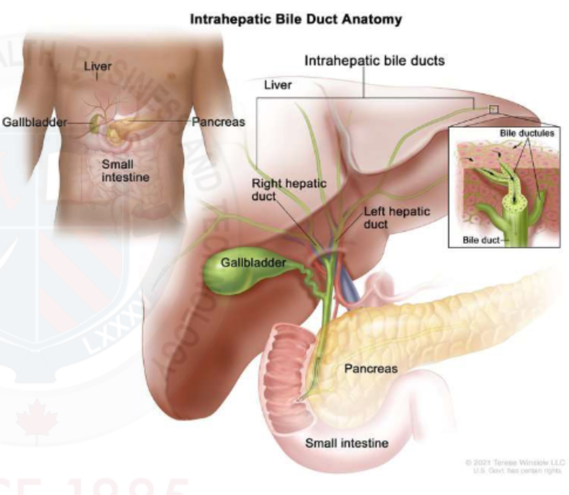 <p><span style="color: rgb(203, 213, 225)">Each hepatic ducts is formed by the unions of bile canaliculi from the liver lobules&nbsp;</span></p><p>Intrasegmental ducts grow larger as they converge towards the porta hepatis&nbsp;</p>