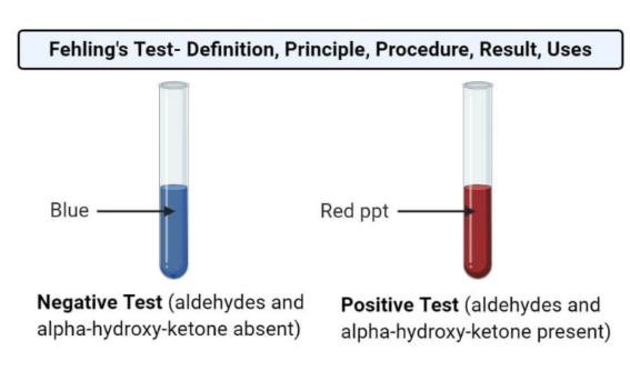 <p>Fehling’s solution = solutions of Cu<sup>2+</sup> that test for the presence of sugars that adopt an open structure</p><p>Reducing sugars= sugars that react with oxidizing agents</p><ul><li><p>all monosaccharides that can adopt linear structures in solution</p></li></ul><p>non-reducing sugars= sugars that do not react with oxidizing agents</p><p></p>