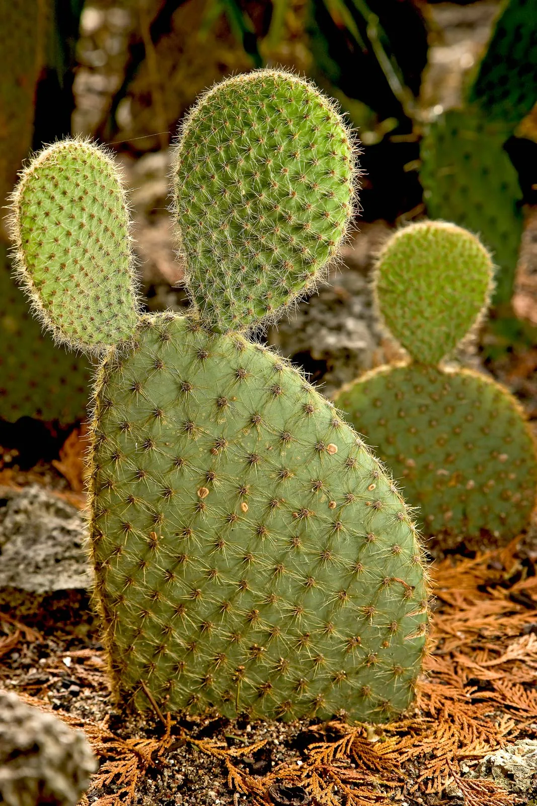 term image