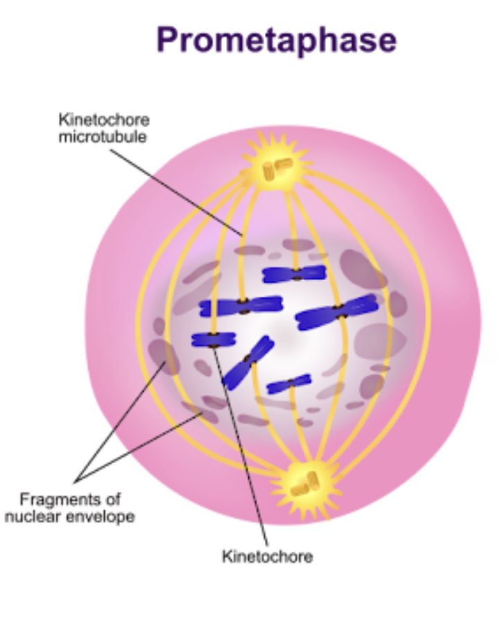 <ul><li><p><span style="background-color: transparent;"><span>Nuclear envelope gone</span></span></p></li><li><p><span style="background-color: transparent;"><span>mitotic spindle formed</span></span></p></li><li><p><span style="background-color: transparent;"><span>chromatids attach to spindle</span></span></p></li></ul><img src="https://knowt-user-attachments.s3.amazonaws.com/468d4f9f-e9b9-4a3b-b93c-d787129aa14d.png" data-width="100%" data-align="center"><p></p>