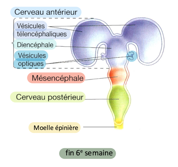 <p>fin 6e semaine </p><ul><li><p>Vésicules télencéphaliques</p></li><li><p>Diencéphale</p></li><li><p>Vésicules optiques </p></li></ul><p></p>