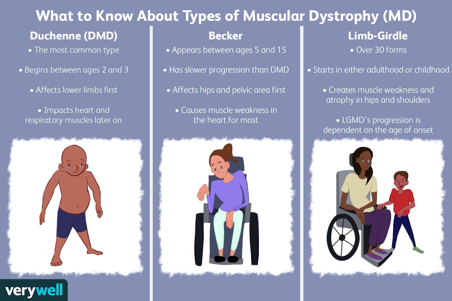 <p>A group of genetic diseases that cause progressive weakness and degeneration of skeletal muscles. Most forms begin in childhood and most people who have the condition eventually need a wheelchair or Other symptoms include trouble breathing or swallowing. Medications, therapy, breathing aids, or surgery may help maintain function, but life span is often shortened.</p>