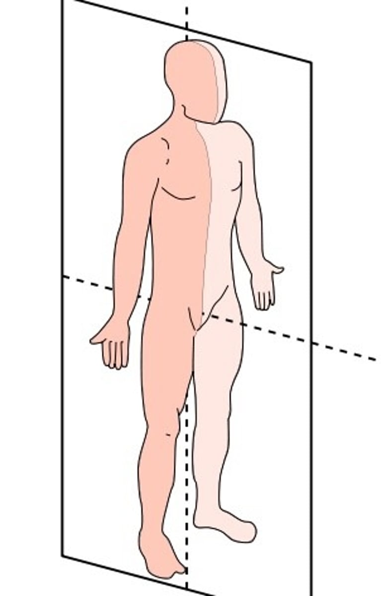 <p>Vertically divides the body into right and left sides</p>