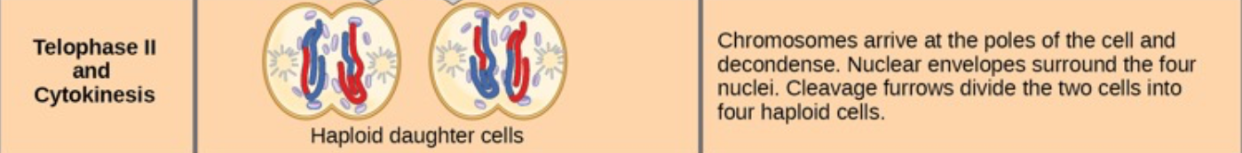 <ul><li><p>Chromosomes reach the poles and <strong>decondense</strong>.</p></li><li><p><strong>Nuclear envelopes reform</strong>, and <strong>cytokinesis</strong> divides the cytoplasm.</p></li><li><p>The result is <strong>four unique haploid cells</strong>, each with <strong>one complete set of chromosomes</strong></p></li></ul><p></p>