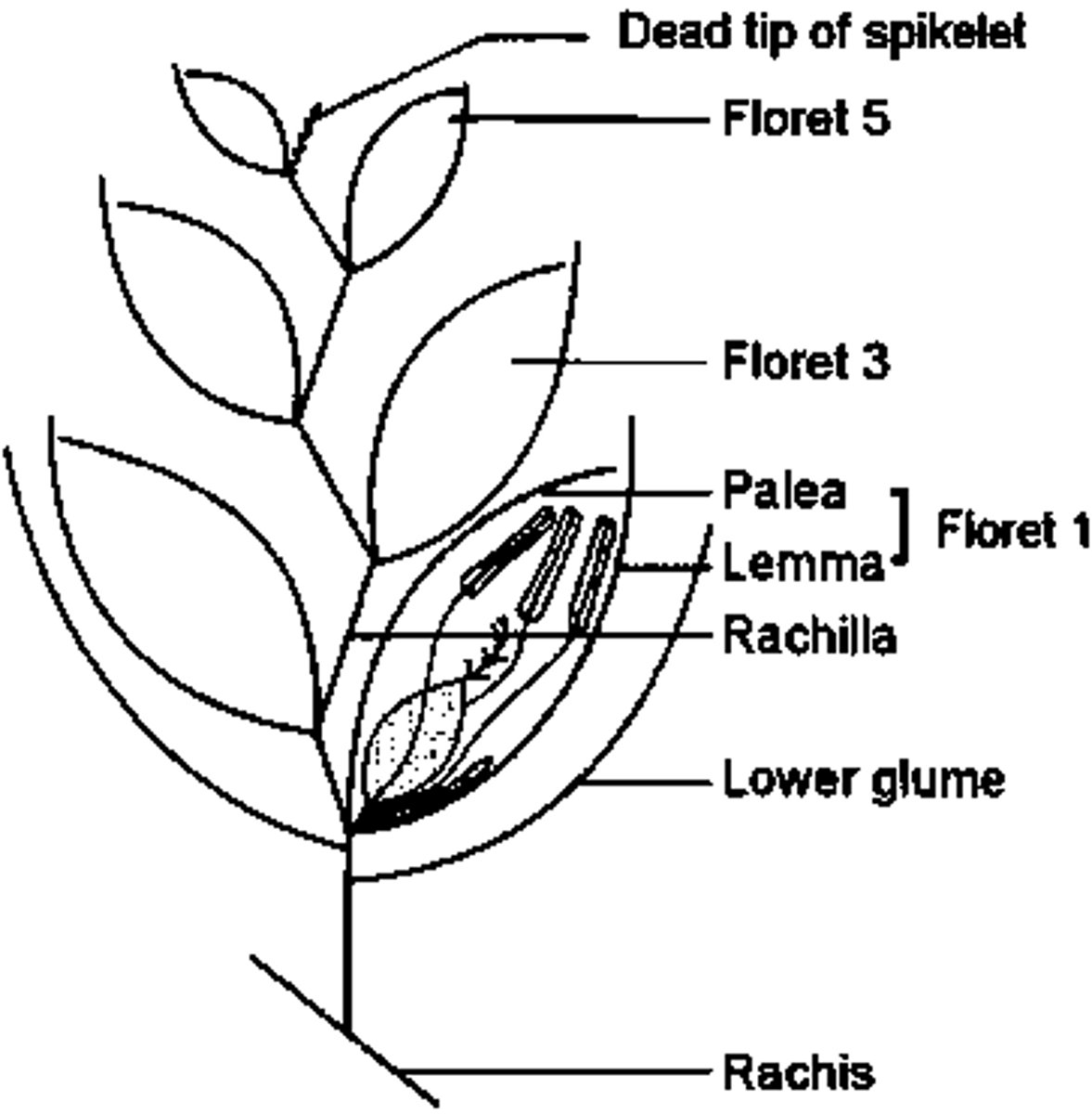 <p>Know Name and Anatomy like Photo</p>
