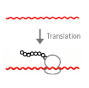 <p>positive-sense RNA single-stranded RNA virus</p>