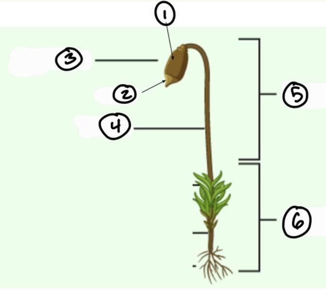 <p>Identify the phylum</p>