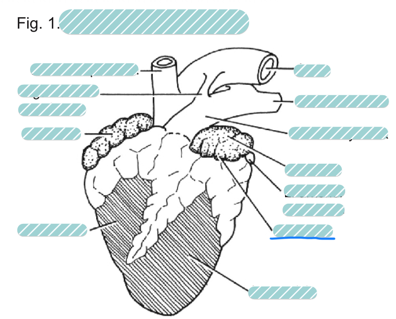 <p>What is the underlined label?</p>