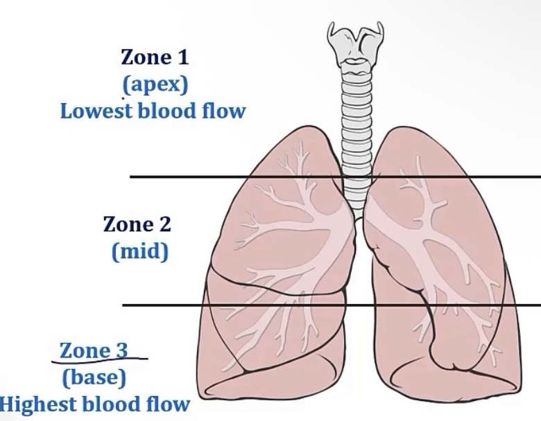 <p>-uneven; laying down; gravity</p><p>-zones</p><p>-base</p><p>-apex</p><p>-middle</p><p>-zone 3/the base; gravity, the above zones push down on zone 3, forcing the air out</p><p>-bacteria; tuberculosis</p>