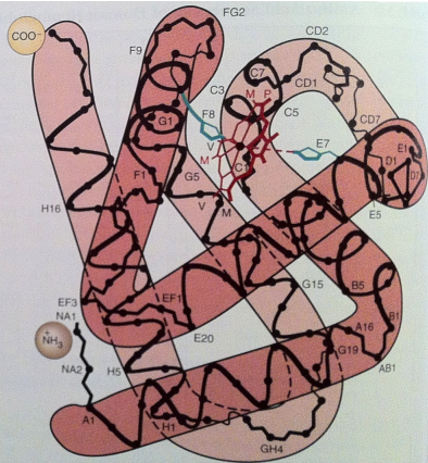 <p>Approximately 70% of residues form α-helical structures, generating:</p><ul><li><p>Seven helical segments in its structure</p></li></ul><p></p>
