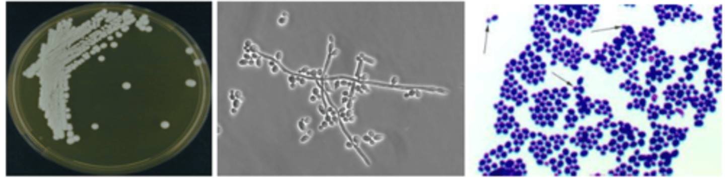 <p>what species?</p>