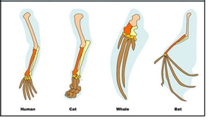 <p><span>The four mammal forelimbs below all contain similar bones, just modified for different functions. These appendages share an evolutionary history, they evolved from an ancestral feature. Therefore they are ______ structures.&nbsp;</span></p>