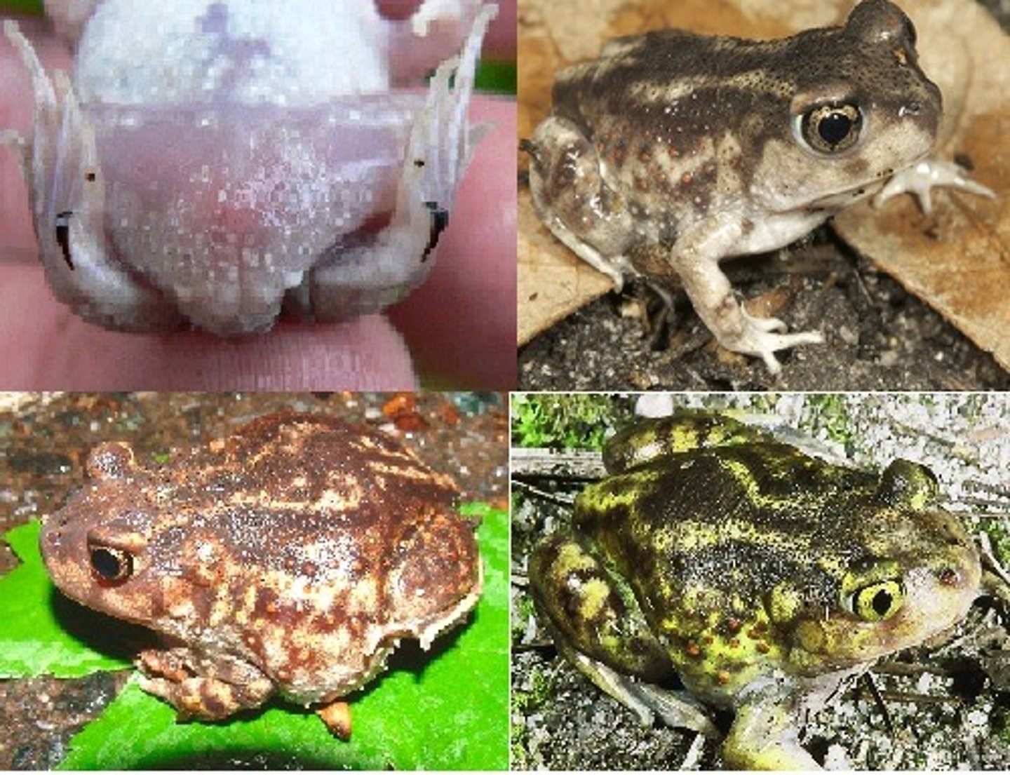 <p>Scaphiopus halbrookii</p><p>Order: Anura</p><p>Family: Scaphiopodidae</p>