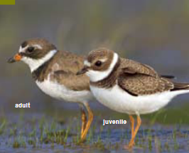 <p><span><span>Charadrius semipalmatus </span></span></p>