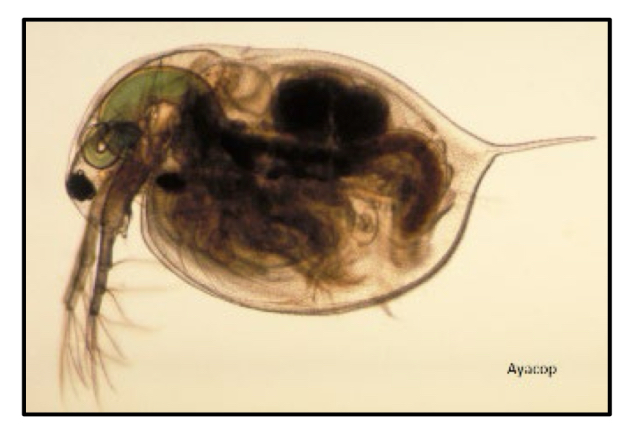 <p>What class and order do water fleas ( <em>Daphnia</em> ) belong to ?</p>