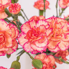 <p>Carnations + Mini Carnations</p>