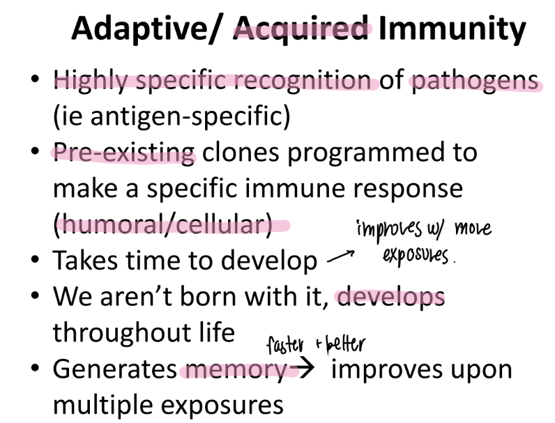 <p>pros: develops throout life = takes time </p><p>cons: memory, highly specific → improves w/ each exposure! </p>