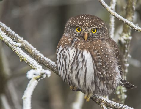 Small, **long tail, speckled head and back, streaked belly**. Males and females similar.