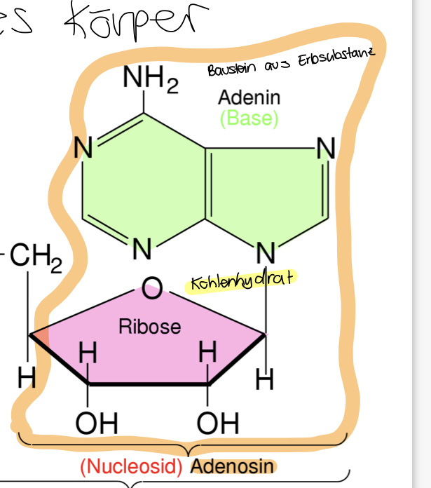 Adenin (Base) + Ribose (KH)