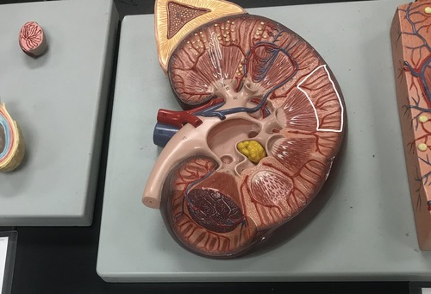 <p>Label the indicated structure</p>
