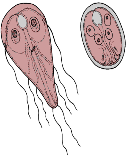 <p>label cyst or trophozite</p>