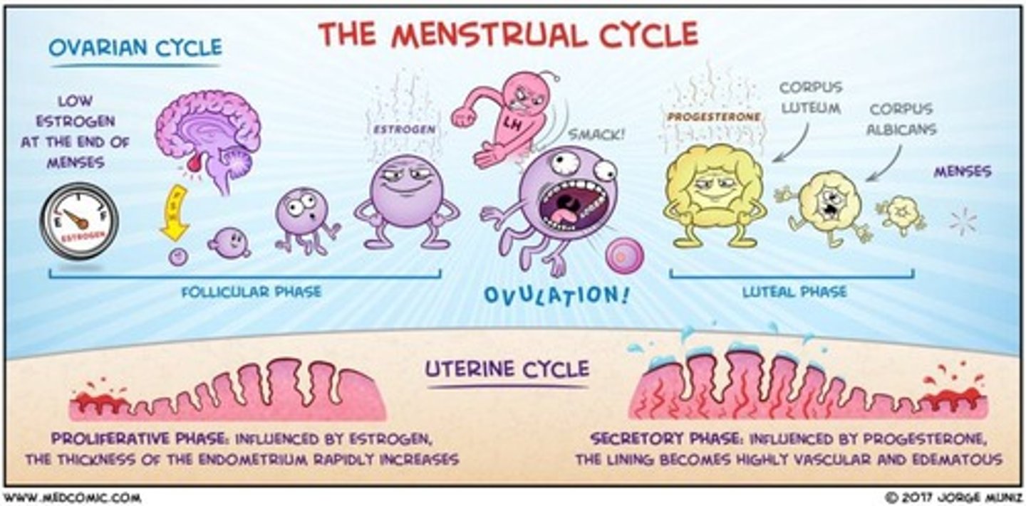 <p>Reduces irregular menses, dysmenorrhea, and incidence of various cancers</p>