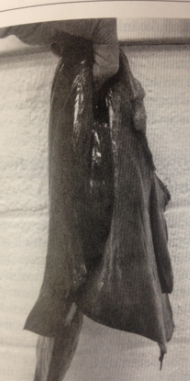 <p><span style="background-color: transparent;">Theiler’s Disease / EqPV-H </span></p>