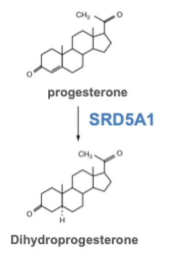 <p>SRD5A1 processes steroid hormones</p><p>e.g. progesterone → dihydroprogesterone</p><p>reduced SRD5A1 expression reported:</p><ul><li><p>in adult rodents</p></li><li><p>humans after early- life stress</p></li><li><p>survivors of the Holocaust </p></li></ul><p></p>