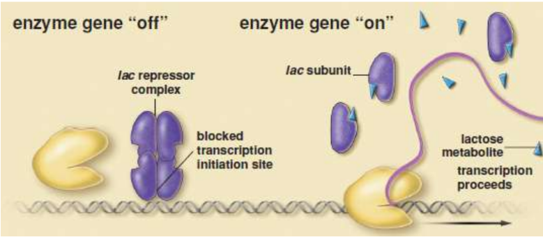 <p>codes for lactase and lactose-specific transport proteins; induced by the presence of lactose; most efficient when lactose is high and glucose is low</p>