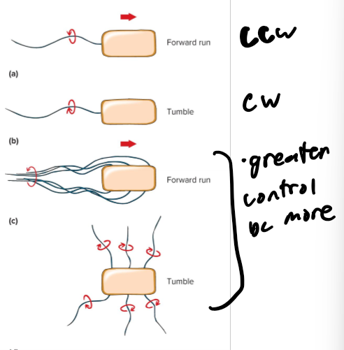<p>flagellum rotates like a propeller</p><p>ccw - forward run</p><p>cw - tumble</p>