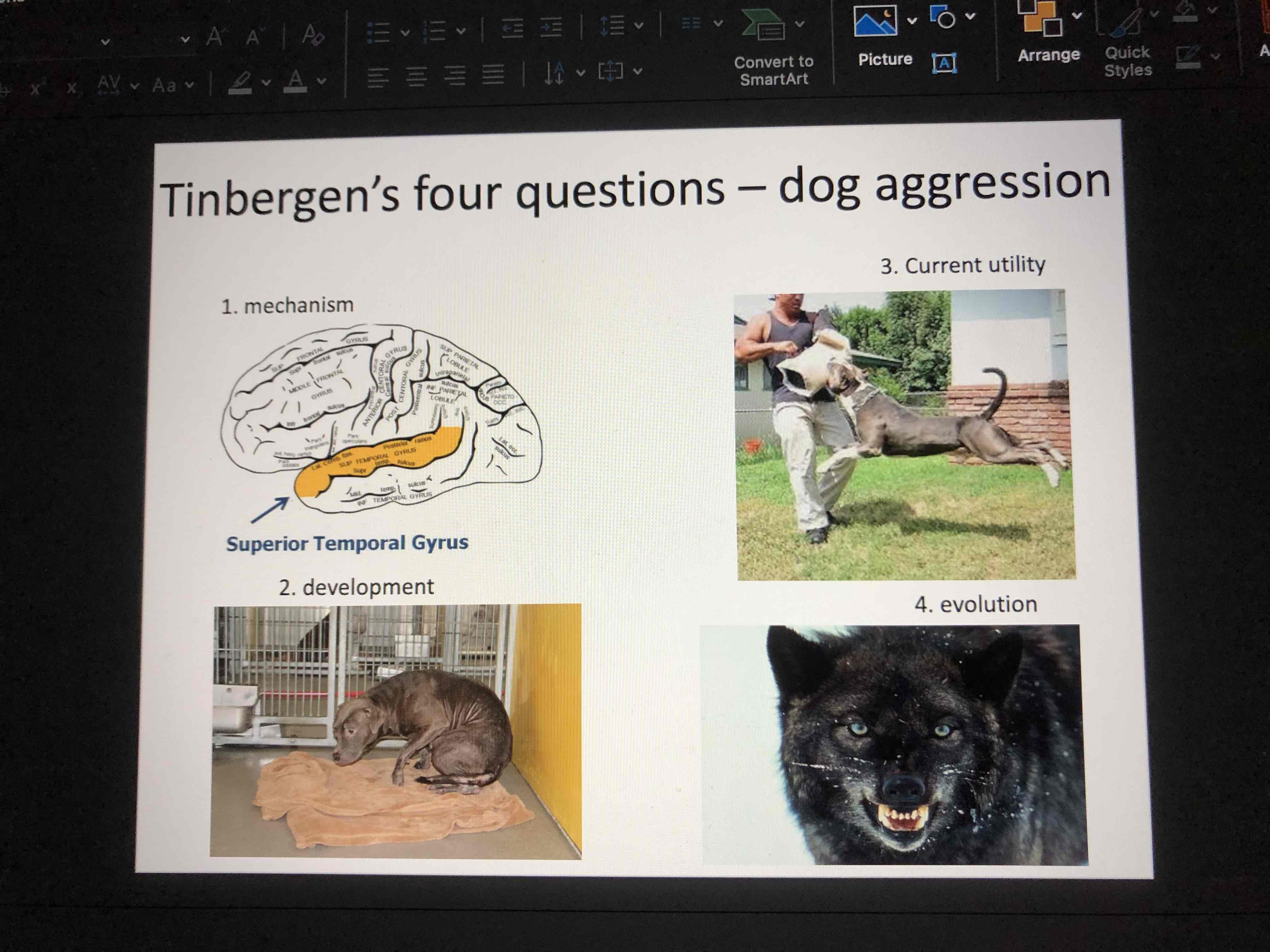 <p>What is the adaptive value or selective advantage of the trait? What mechanisms cause the trait to occur in an individual?How is the trait acquired during the course of development? From what did it evolve?</p>
