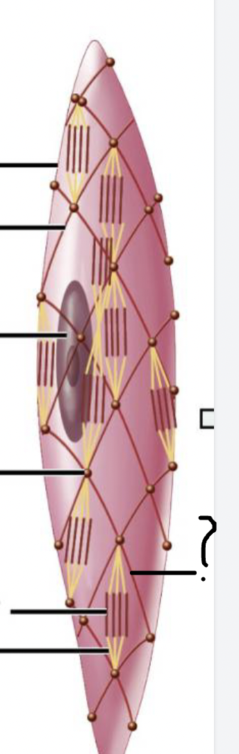 <p>name the structure of smooth muscle cell</p>
