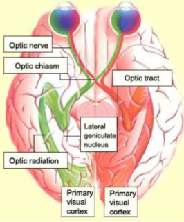 <p>Through the optic nerve</p><ul><li><p>The optic chiasm is the point where part of each optic nerve crosses to the other side of the brain</p></li><li><p>The thalamus relays sensory info to visual cortex in occipital lobe</p></li></ul><p></p>