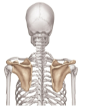 <p>Scapula</p>