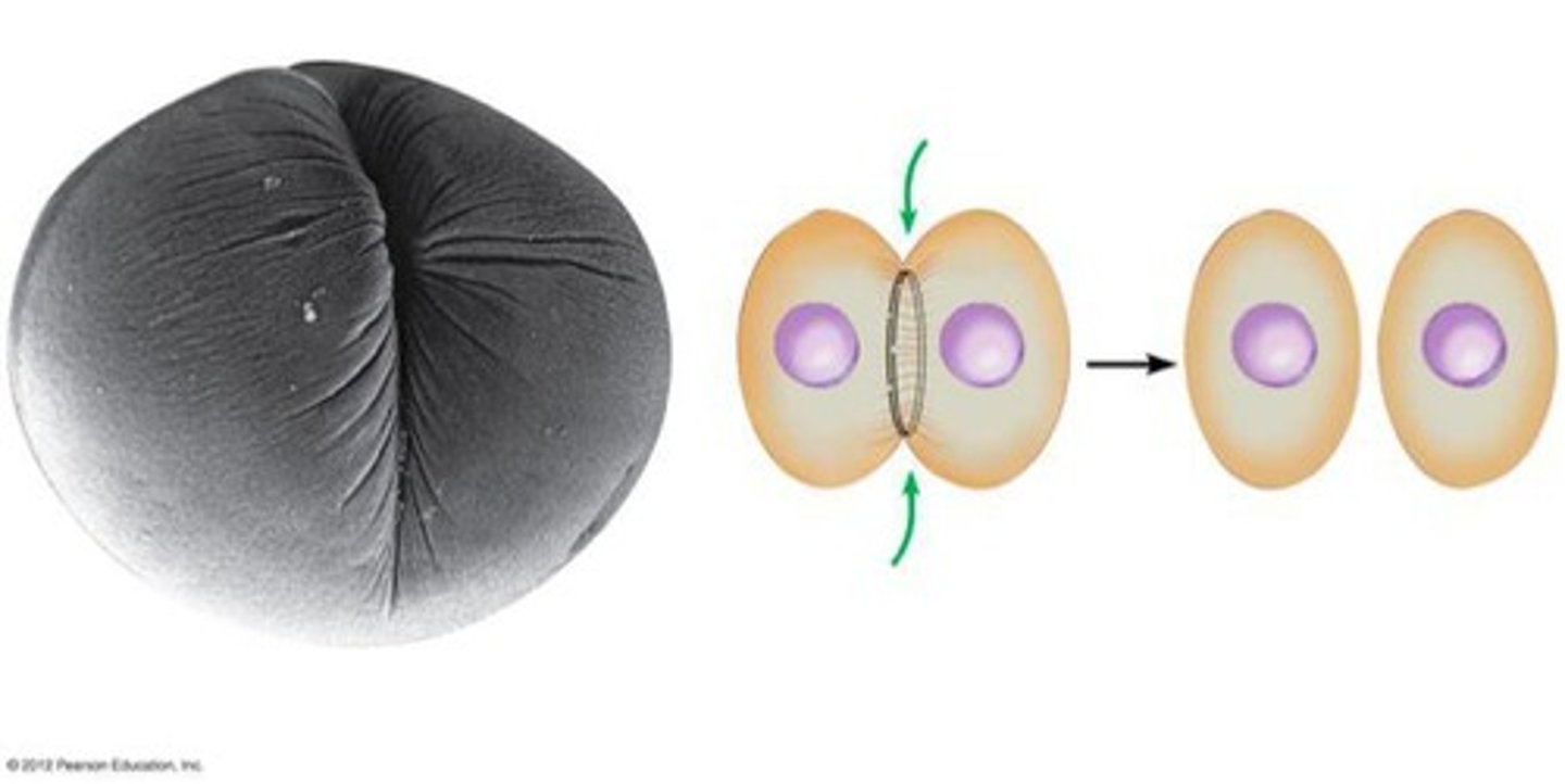 <p>Pinching of cell membrane in animal cell cytokinesis.</p>