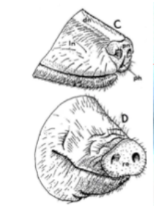 <p><strong>upper lips forms i</strong>n su and in car, ov and cap?</p>