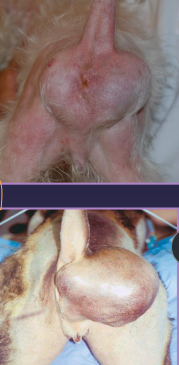 <ul><li><p><u>Pelvic diaphragm</u>: holds everything in</p><ul><li><p>Coccygeus muscle</p></li><li><p>Levator ani muscle → pelvic floor</p></li></ul></li><li><p><u>Sacrotuberous lig</u>: dogs only</p></li></ul><ul><li><p><span style="color: rgb(136, 136, 136);"><strong>Et: </strong></span>abdominal contents herniate <u>caudally</u></p><ul><li><p><strong>most common site due to levator ani atrophy → unilateral (dogs)</strong></p></li><li><p><strong>Cats: often bilateral</strong></p></li></ul></li><li><p><span style="color: rgb(136, 136, 136);"><strong>Sig:</strong> </span>Corgi, Boxer, Poodle, Bouvier, Pekingese, Boston, Sheepdog, DSH, 10y, <strong><u>male &gt; female</u></strong></p></li><li><p><span style="color: rgb(136, 136, 136);"><strong>Cs:</strong> </span><strong>Perineal bulge</strong>, tenesmus, constipation, irregular stools</p><ul><li><p><strong>non-painful, incompletely reducible</strong></p></li><li><p><strong>Megacolon, perineal urethrostomy, trauma, perineal masses</strong></p><ul><li><p><u>Excess androgens and estrogens</u></p></li></ul></li></ul></li></ul><ul><li><p><span style="color: rgb(136, 136, 136);"><strong>Dt:</strong></span><strong> </strong>rectal exam, contrast rads, US</p></li></ul><img src="https://knowt-user-attachments.s3.amazonaws.com/eefdc9fa-0e8d-407e-985d-7c4efa513bea.png" data-width="25%" data-align="center" alt="Megacolon"><ul><li><p><span style="color: rgb(136, 136, 136);"><strong>Tx:</strong> </span>Sx (#1), <u>Palliative</u>: stool softeners, enemas, fiber</p><ul><li><p><strong><u>castration </u>+ herniorrhaphy:</strong> internal obturator flap, coccygeus of anal sphincter and sacrotuberous lig</p><ul><li><p><strong><u>stabilize bladder entrapment w/ catheterization/cystocentesis before Sx</u></strong></p></li></ul></li></ul></li></ul><img src="https://knowt-user-attachments.s3.amazonaws.com/142cbd8a-b8e3-4ff8-847c-0aac8d90cb31.png" data-width="50%" data-align="center"><img src="https://knowt-user-attachments.s3.amazonaws.com/2469c4a2-a7d6-4701-a424-9e9dfe856eba.png" data-width="50%" data-align="center" alt="Herniorrhaphy"><p></p>