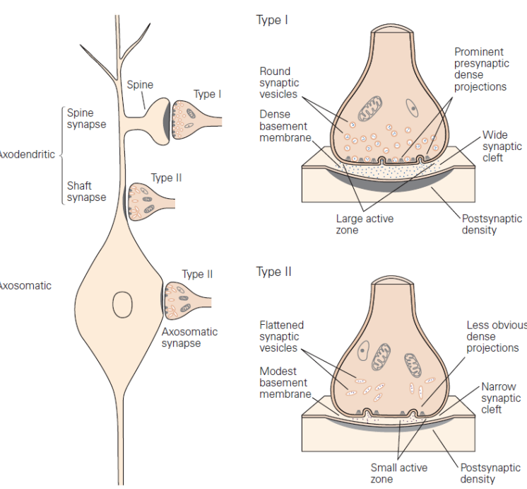 Exzitatorisch: Gray Type 1:
Oft exitatorische glutamaterge Synapse, meist an einem dendritischen Dornfortsatz (spine)

Inhibitorisch: Gray Type 2:
Oft inhibitorische GABAerge oder glycinerge Synapse, meist am Soma oder am Schaft

-> Unterschiede sind nur auf Elektronenmikroskop zu erkennen