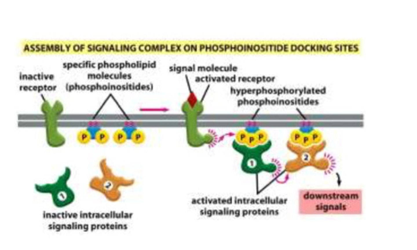 <p>- the receptor and the phosphoinositides are within close proximity of each other and the signaling proteins are in the cytoplasm</p><p>- the receptor starts off as inactive and the phosphoinositides have two phosphate groups attached</p><p>- when a ligand binds to the receptor, it causes the phosphorylation of the phosphoinositides</p><p>- when the phosphoinositidse are phosphorylated, the intracellular signaling proteins bind</p><p>- once the intracellular proteins bind, the form a dimer, and the signal can be transmitted so the desired product can produced</p>
