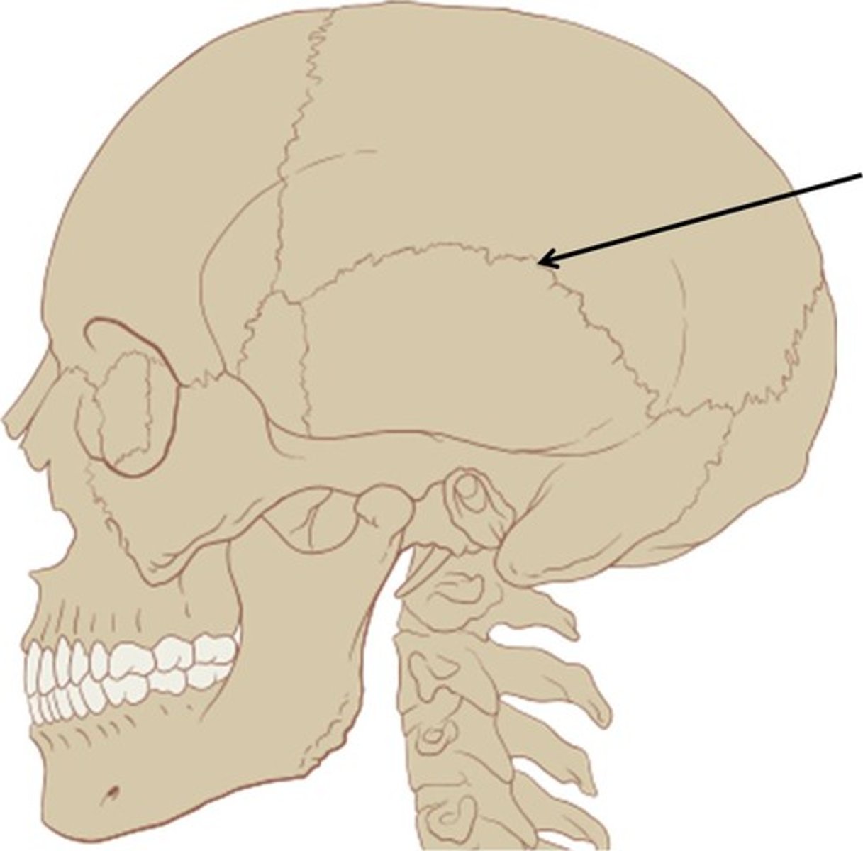 <p>Between parietal and temporal bones</p>
